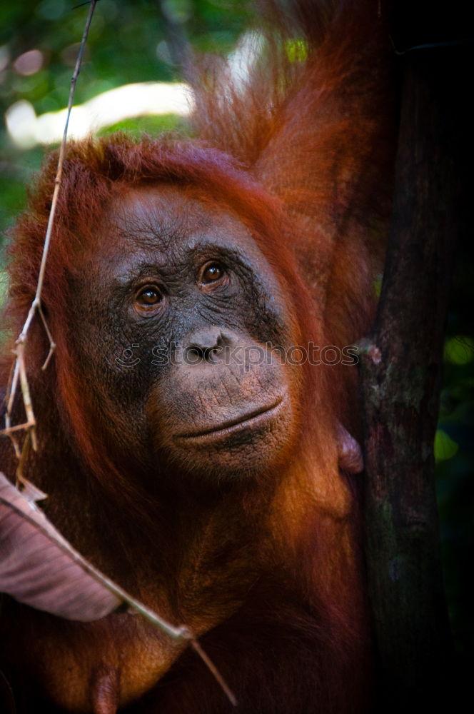 Similar – Image, Stock Photo World’s cutest baby orangutan snuggles with Mom in Borneo