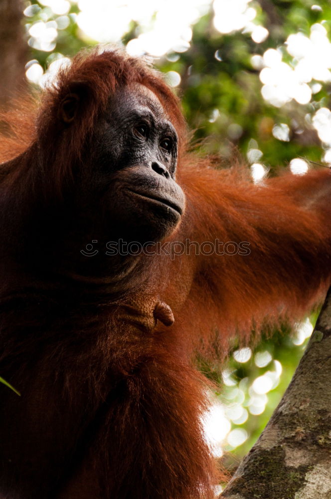 Similar – Image, Stock Photo orangutan Nature Animal