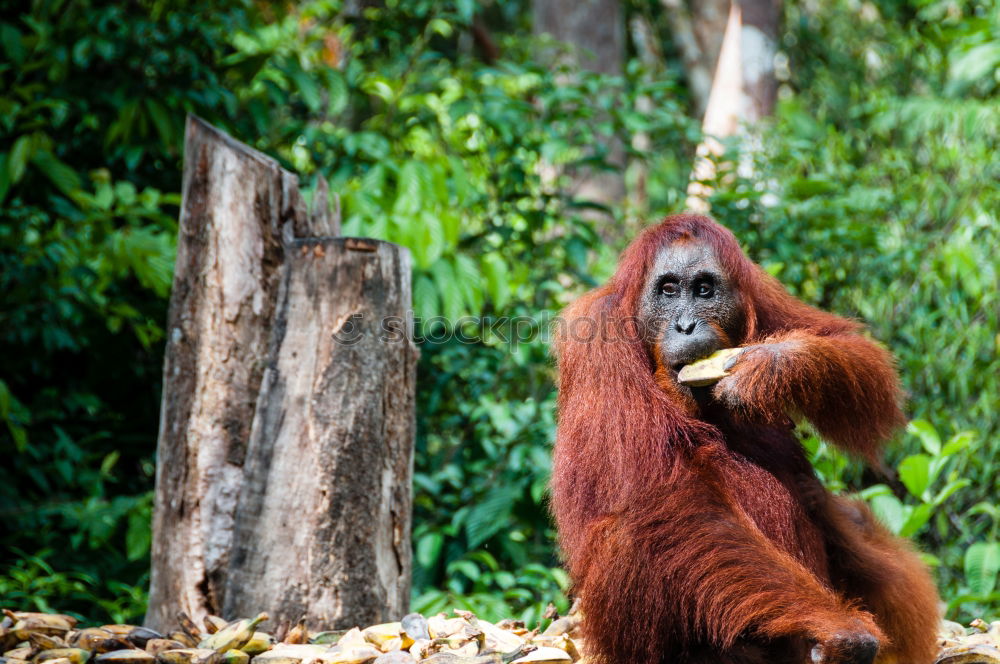 Similar – Image, Stock Photo Orang Utan in the rainforest