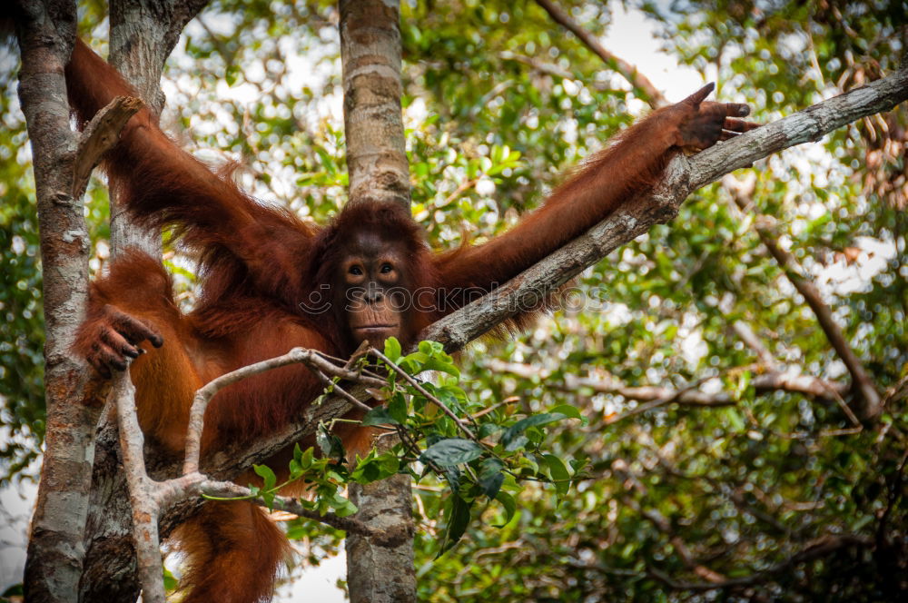 Similar – Image, Stock Photo Orang Utan in the rainforest