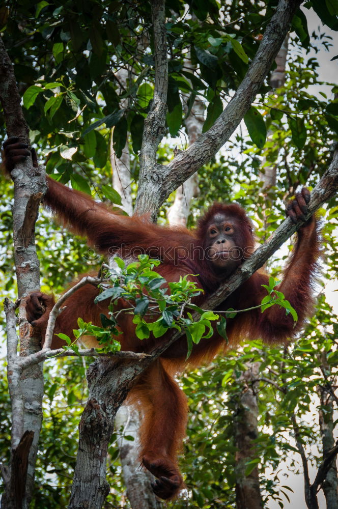 Image, Stock Photo A magestic male orangutan, hanging in a tree, looks at the lens