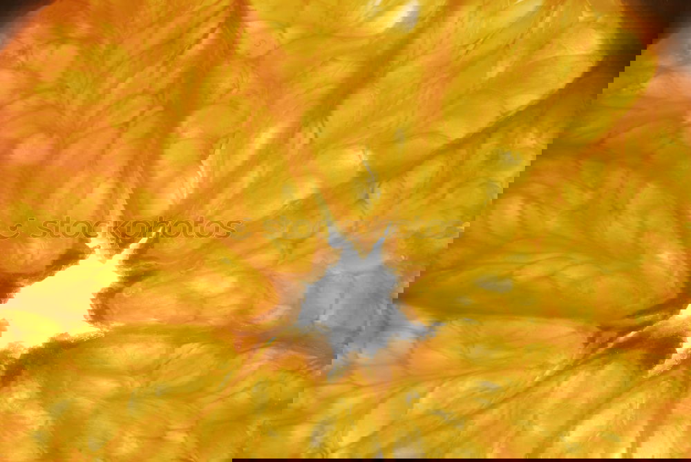 Similar – Foto Bild orange Gesundheit Frucht