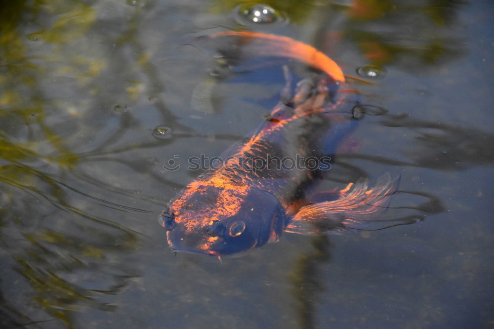 Similar – Image, Stock Photo AAAH my eye Animal Water