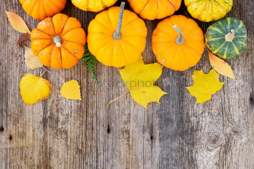 Similar – Pumpkin with stem, leaves, flowers and small fruits