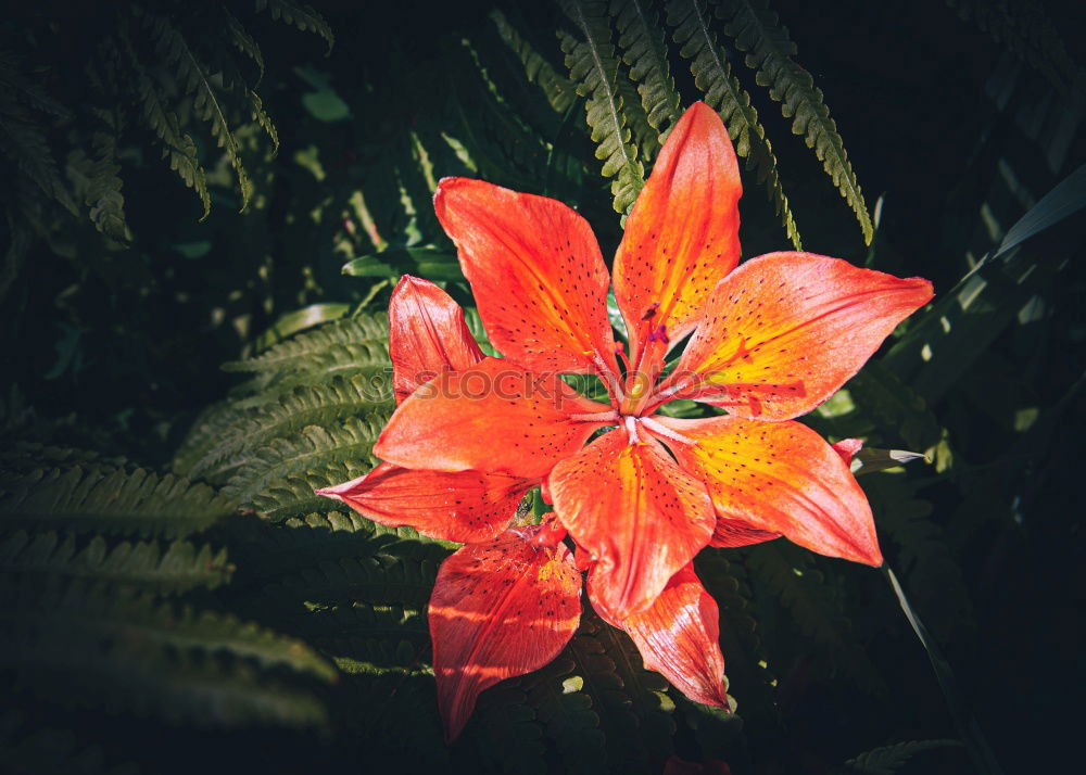 Similar – Engelstrompete Baum Blüte