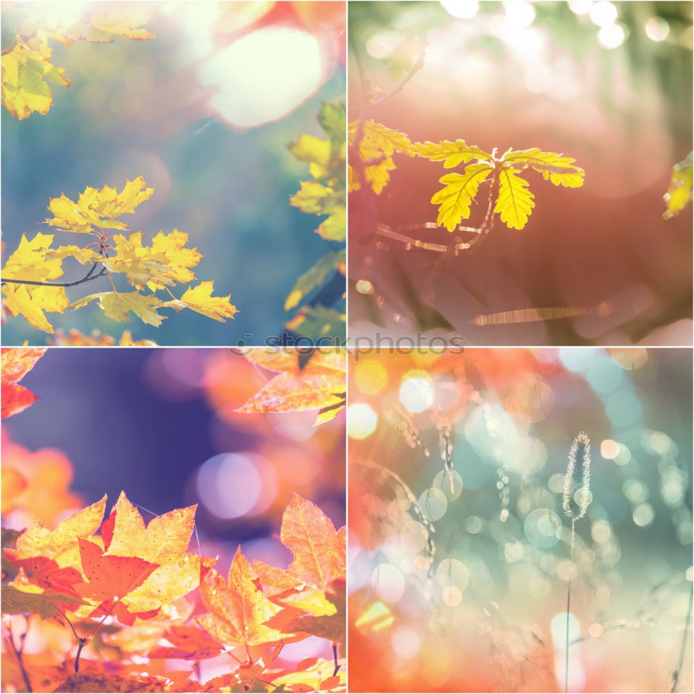 Similar – Image, Stock Photo Beautiful autumn leaves on nature background