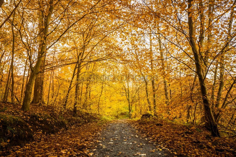 Similar – Image, Stock Photo Orange autumn colors in the forest