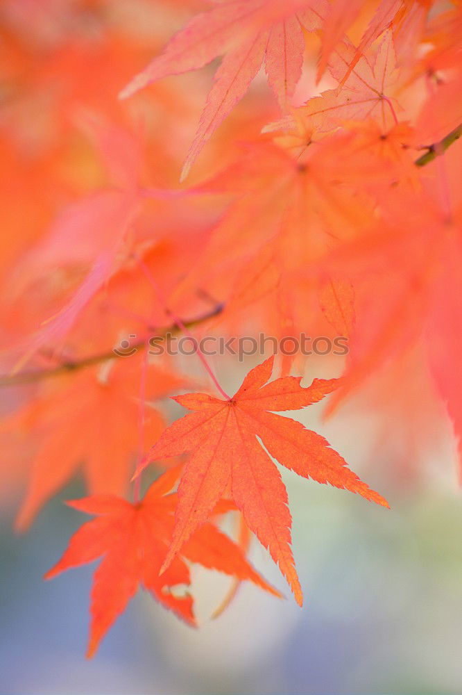 Similar – Image, Stock Photo Autumn in Red Senses