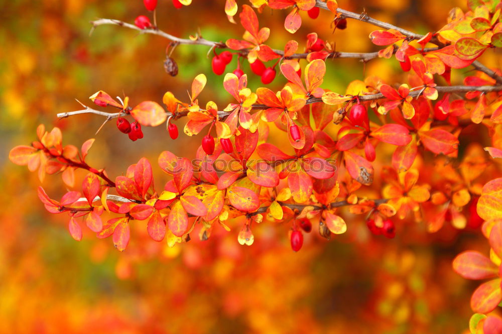 Similar – Image, Stock Photo wild wine in autumn colours