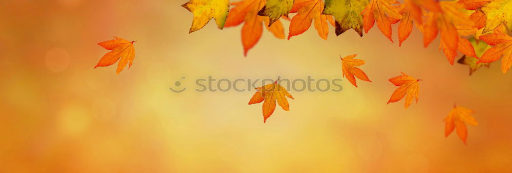 Similar – Image, Stock Photo Maple leaf in warm light