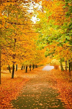 Similar – leaf path Autumn Leaf Tree