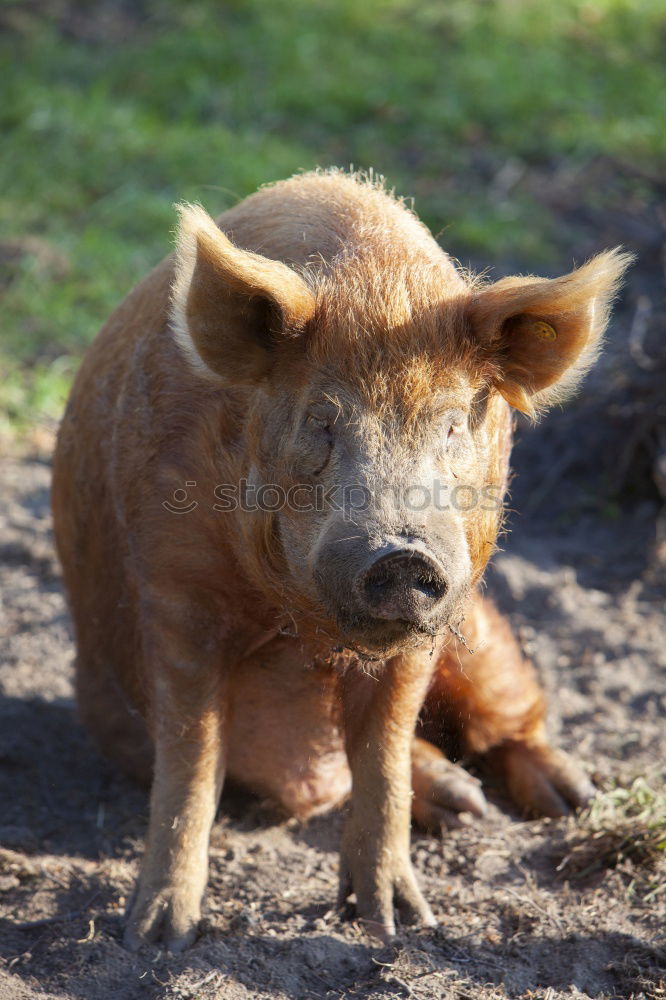 Similar – nose Swine Piglet