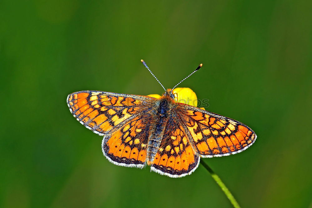 Similar – Image, Stock Photo resting in a leaf Garden