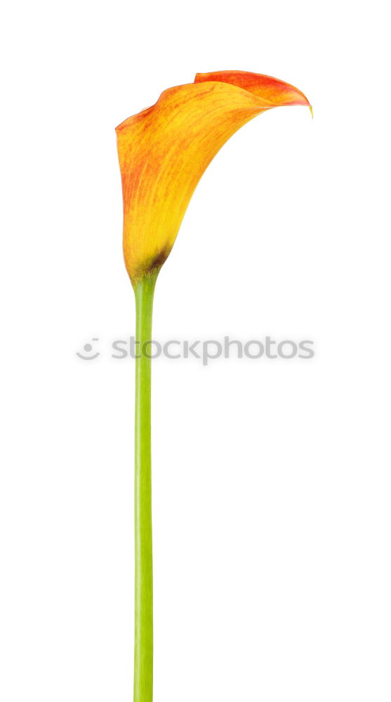 Similar – Foto Bild Gerbera Blume Vase grün