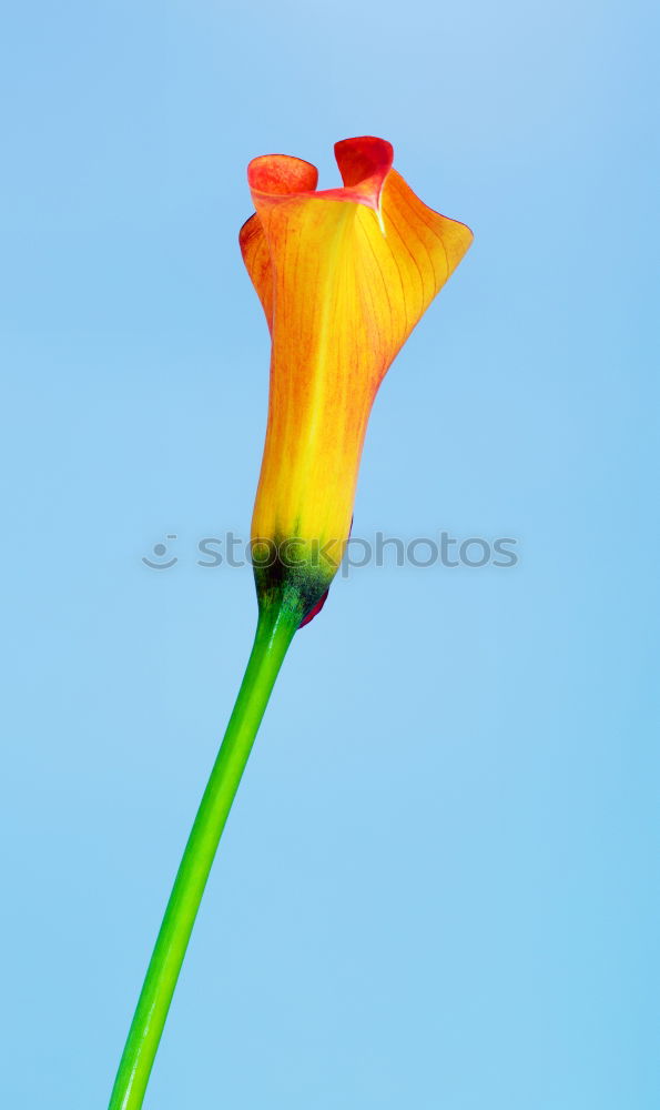 Similar – Tulip flower, yellow