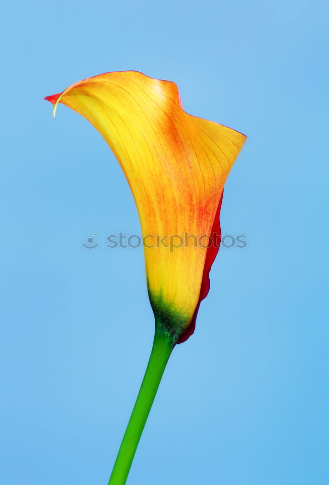 Similar – Tulip flower, yellow