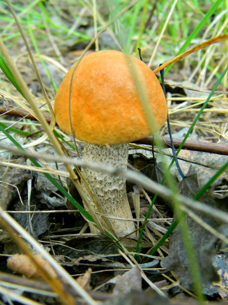 Similar – Ein Riesenschirmling auf der Wiese aus der Froschperspektive