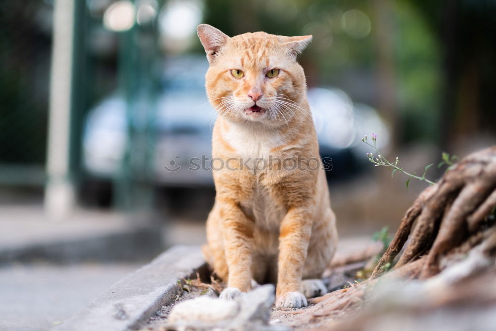 Similar – Cat hisses through the window