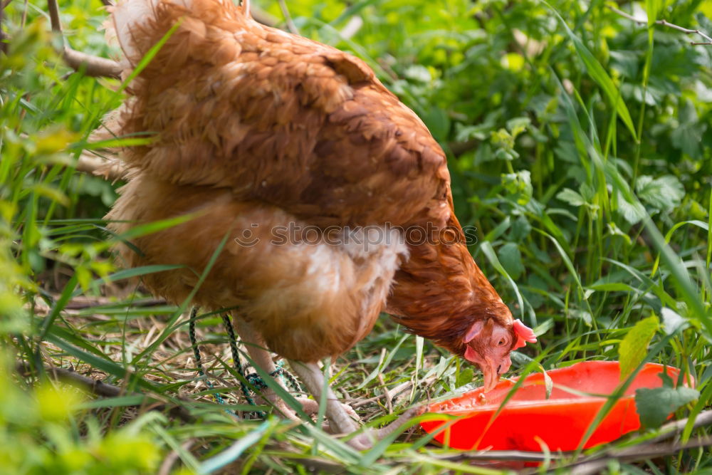 Similar – Chicken searching for food