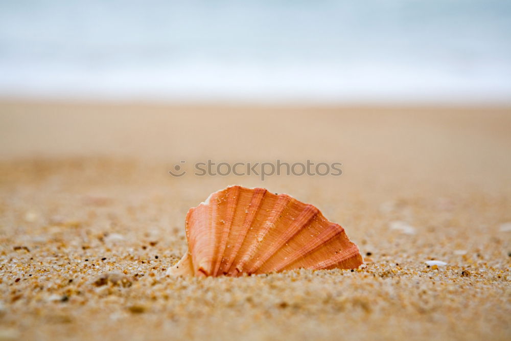 Similar – White shell on the beach