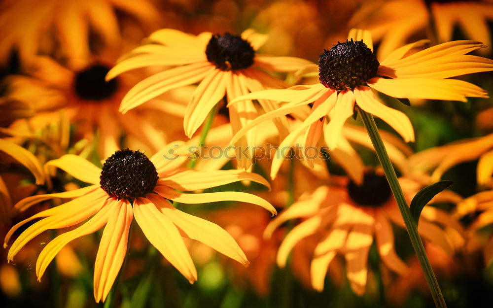 Similar – Image, Stock Photo more flowery Flower Yellow