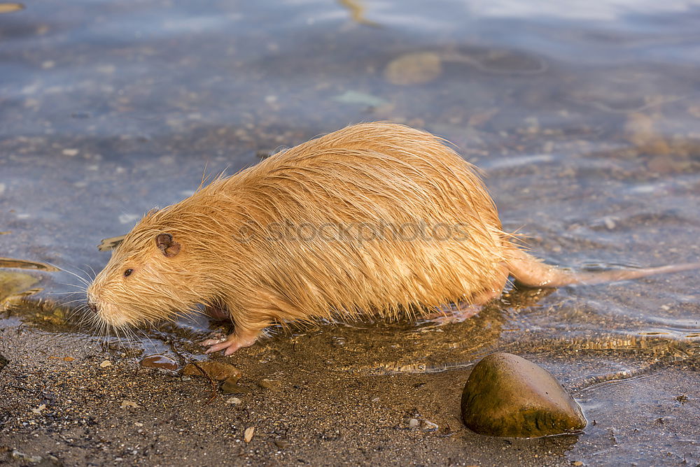 Similar – Frontal close up with a Coypu eating