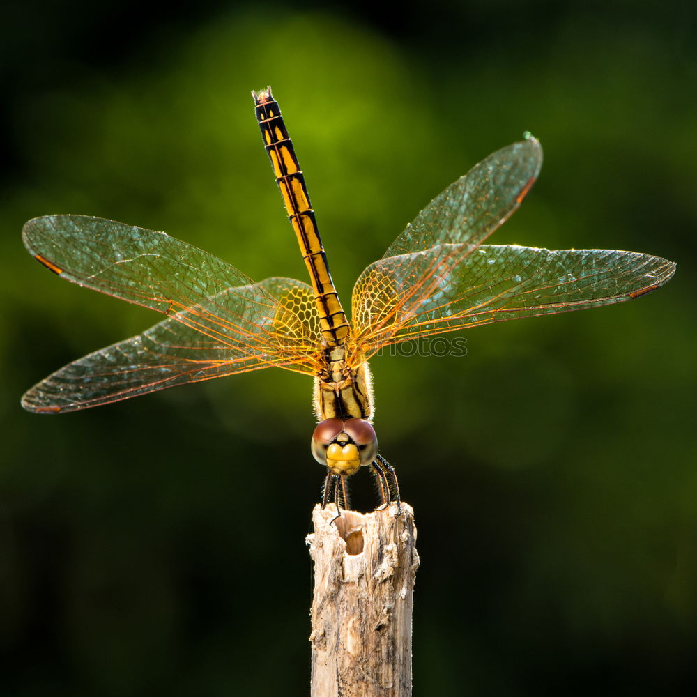 Similar – Sympetrum striolatum dragonfly