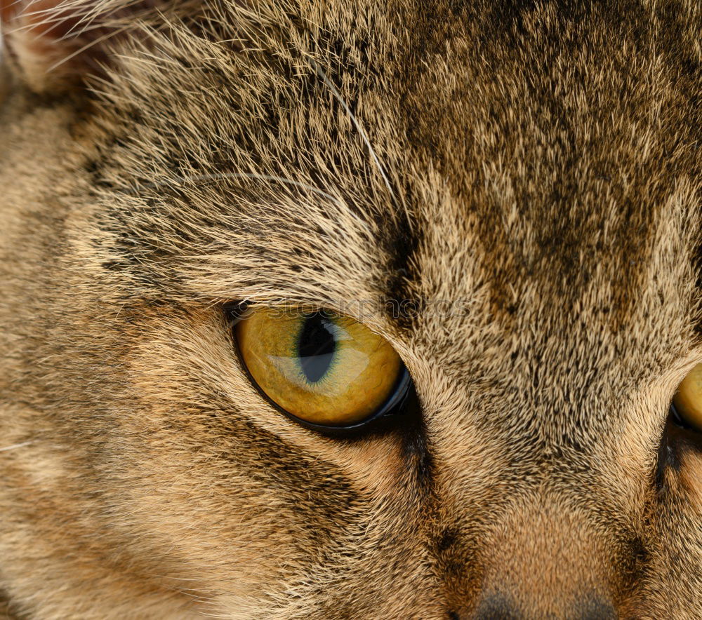 Similar – Extreme close up of lioness eye looking at camera