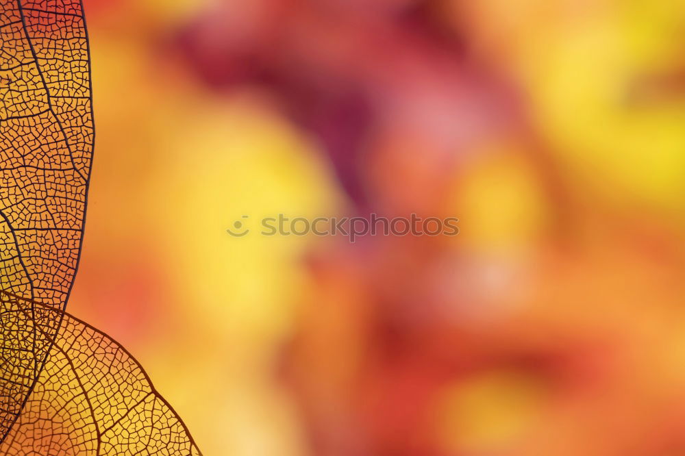 Similar – Image, Stock Photo alba Yellow Human being