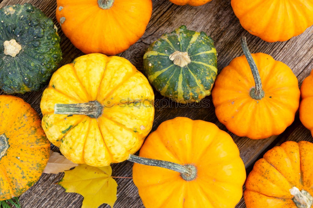 Similar – Pumpkin with colourful autumn leaves