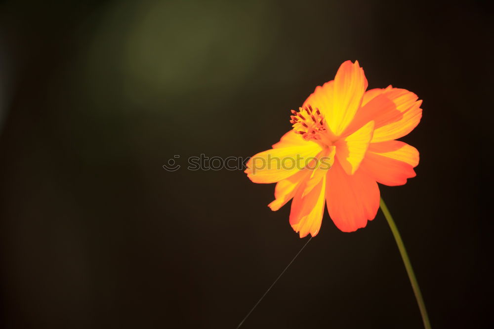 Similar – Poppy flower with unfocused background.