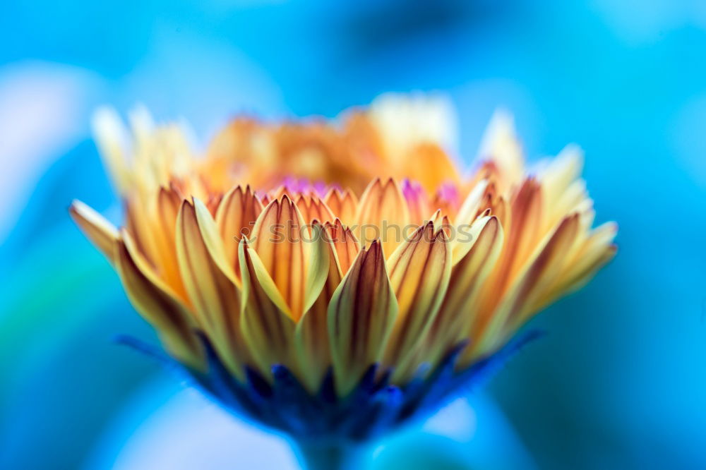 Similar – Tulip flower, yellow