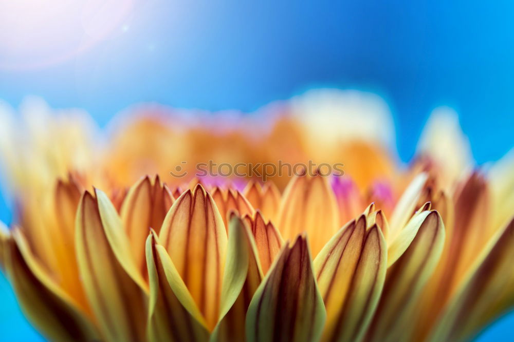 Similar – Blue anemone blossom