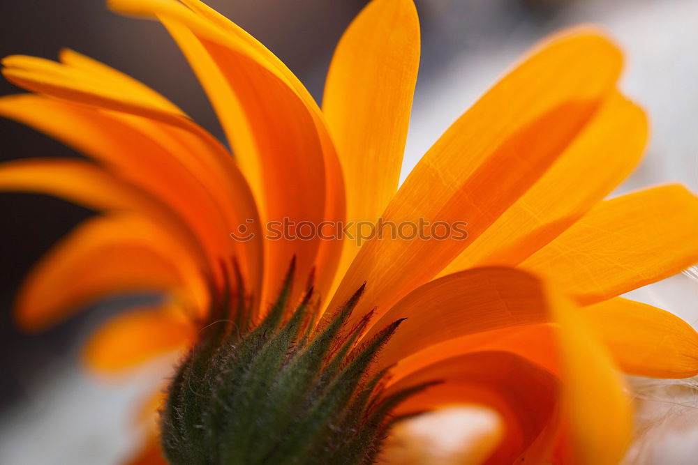 Similar – Image, Stock Photo sunny Sunflower Summer