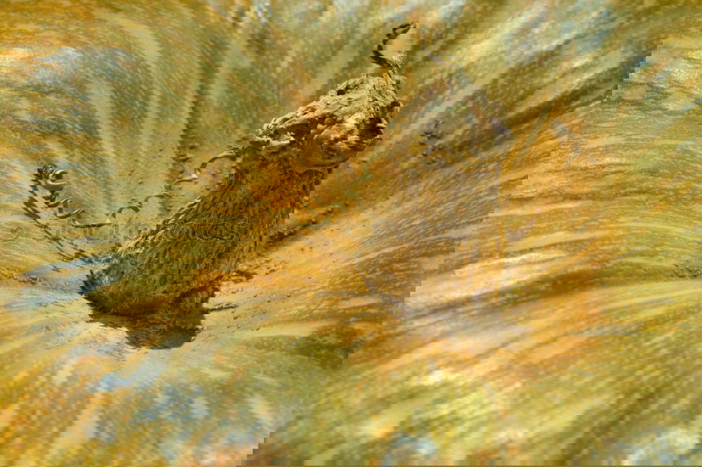 Similar – Foto Bild zitrone Zitrone gelb