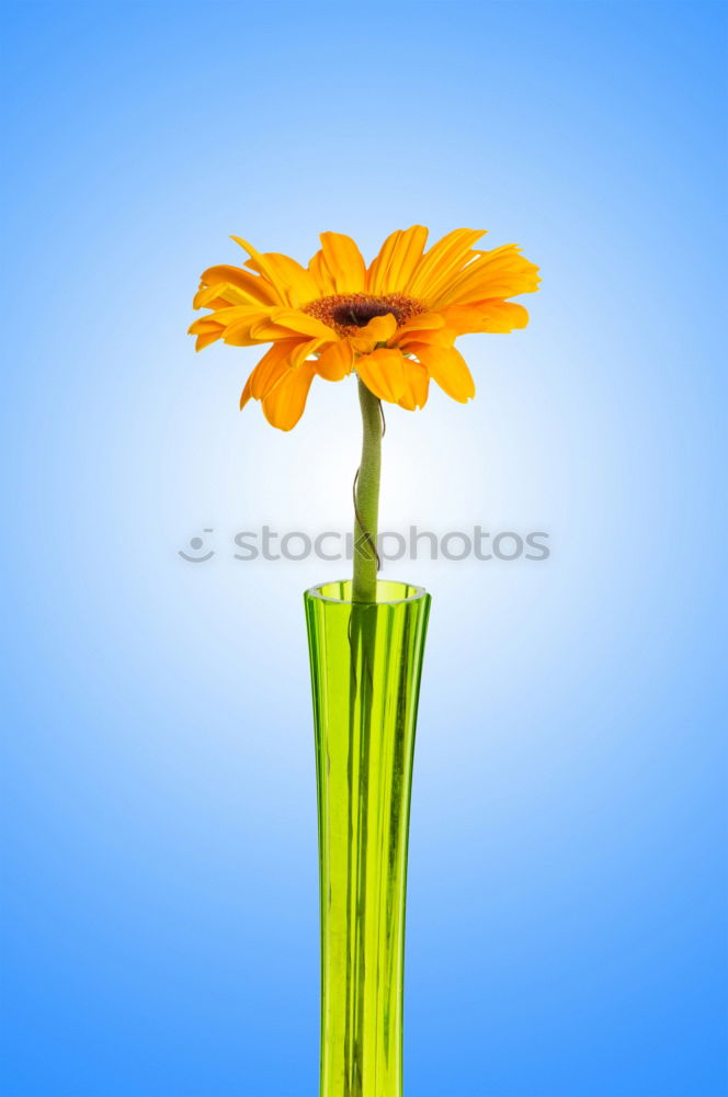 Similar – Foto Bild Gerbera Blume Vase grün