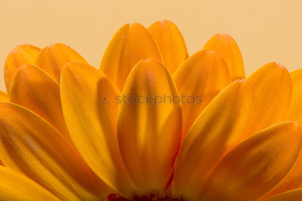 Similar – Image, Stock Photo sunny Sunflower Summer