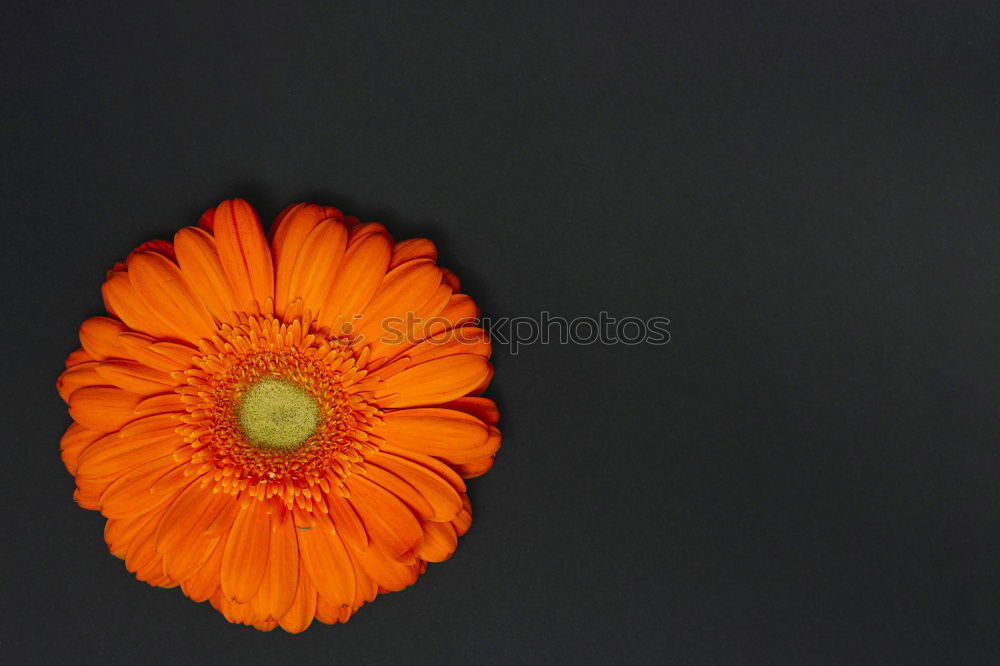 Similar – Image, Stock Photo Help, the daisy’s bleeding!