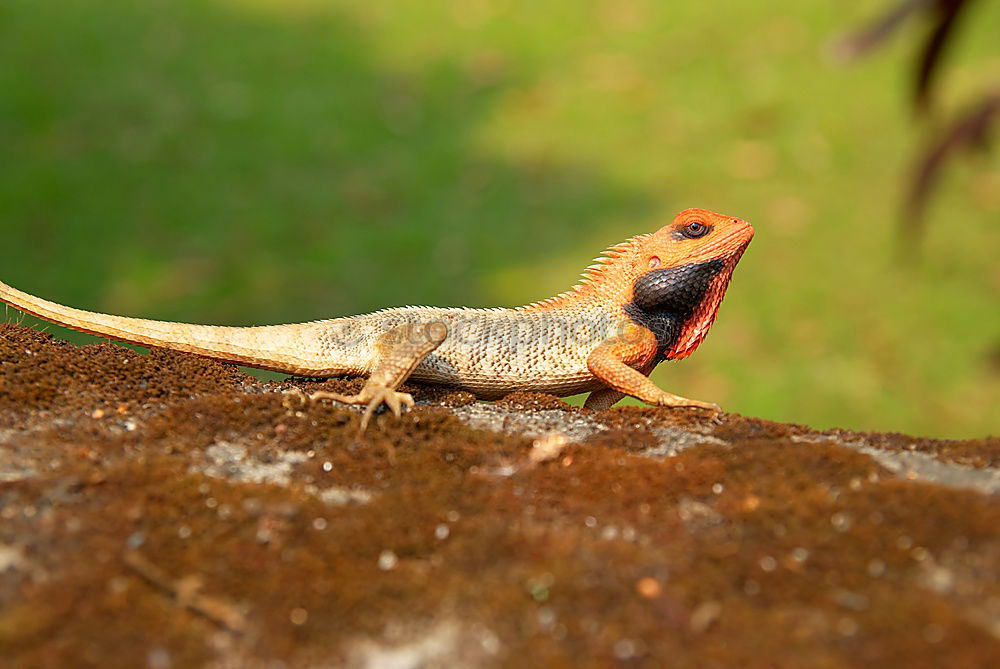 Similar – Anole Lizard Profile with Dewlap Extended Glowing in Sunlight