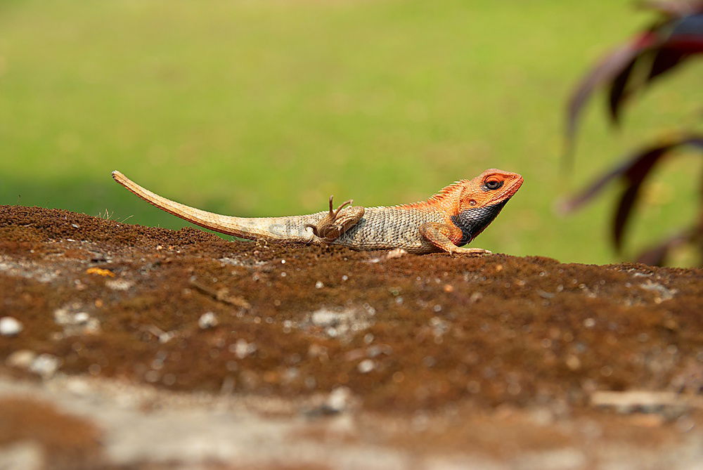 Similar – Desert gecko