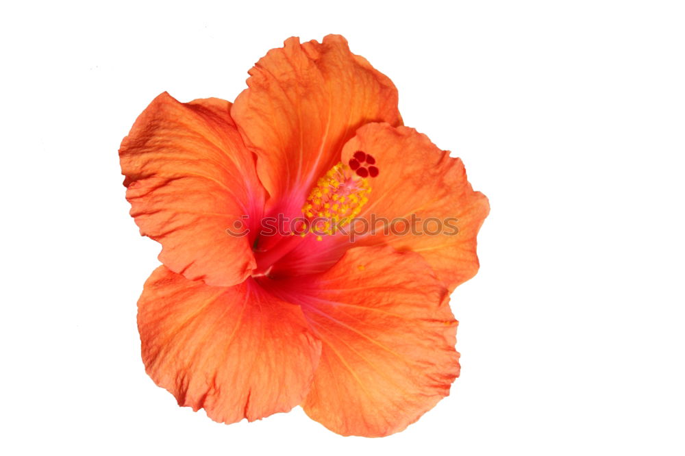 Similar – Image, Stock Photo Hibiscus in square I Plant