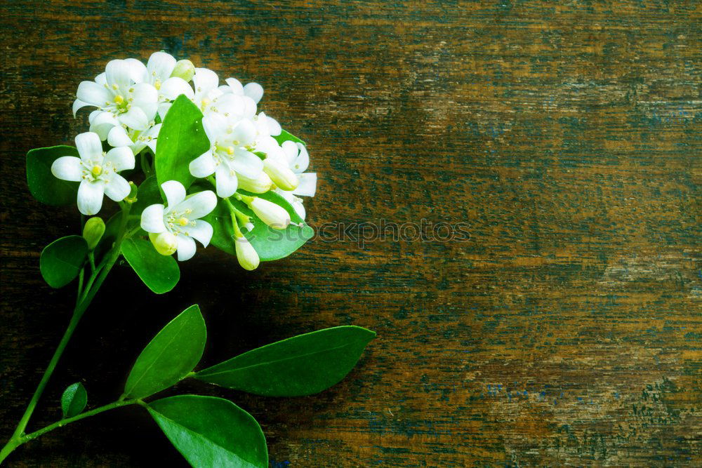 Similar – Image, Stock Photo bouquet of blossoming fruit trees