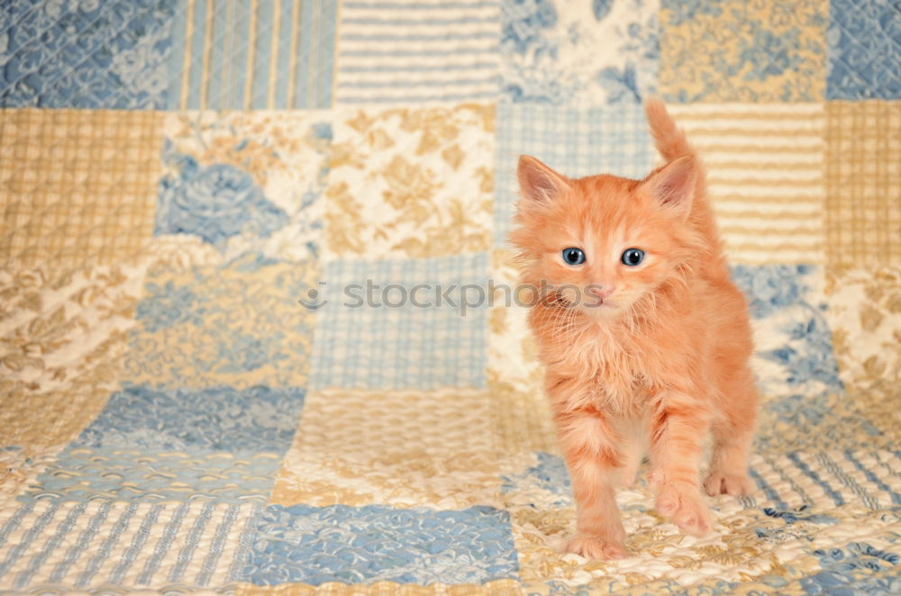 Similar – Image, Stock Photo curled tail tip of the red tomcat