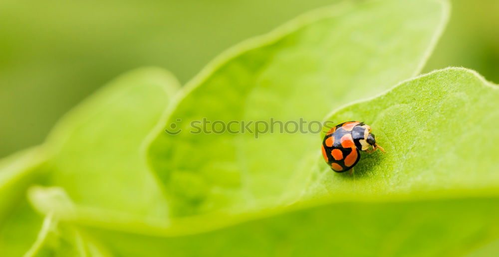 Similar – Image, Stock Photo Rain beetle I Plant Animal