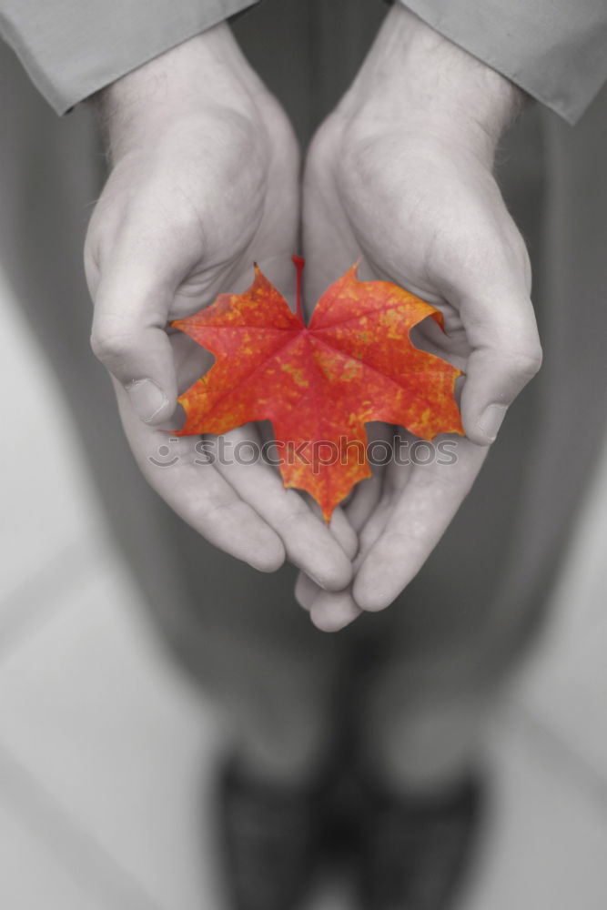 Similar – Image, Stock Photo children’s hands VI Child