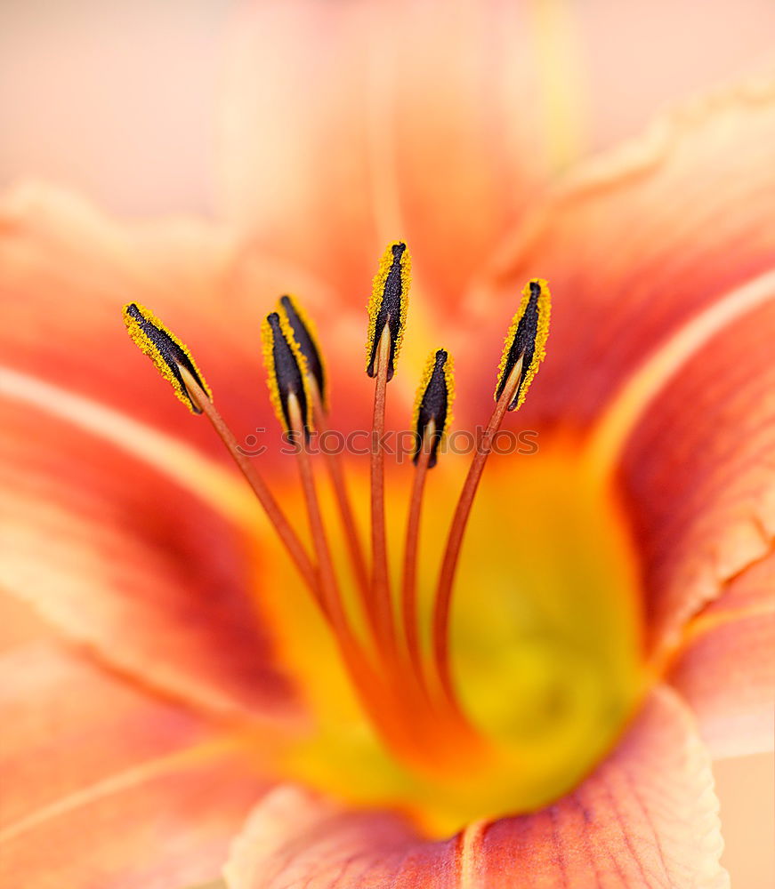 Similar – Image, Stock Photo winter stock Nature Plant