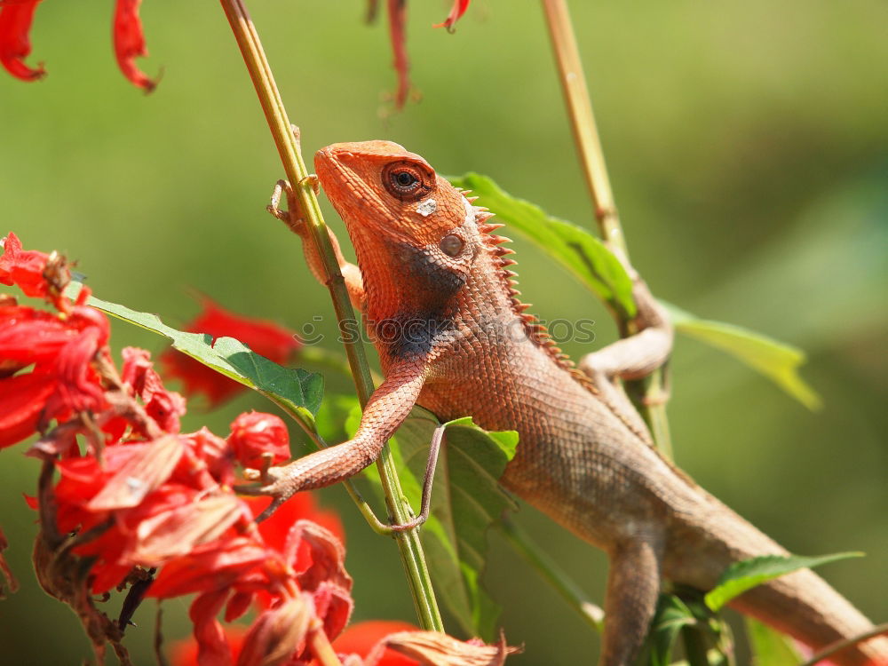 Similar – Anole Lizard Profile with Dewlap Extended Glowing in Sunlight