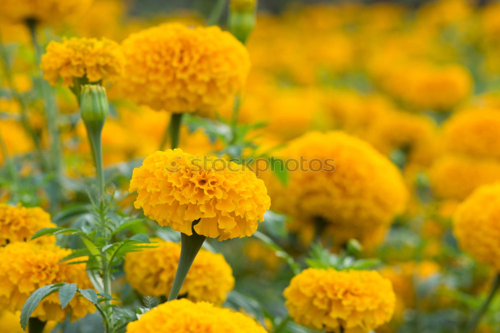 Similar – Foto Bild Sommer 2 gelb Blüte Blume