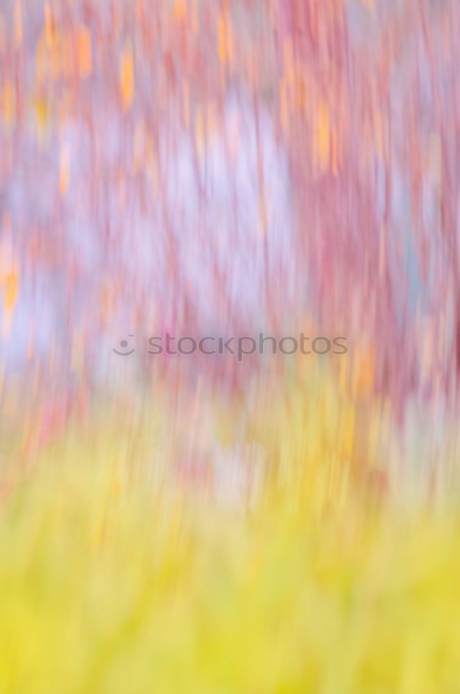 Similar – Beech leaves in warm October light