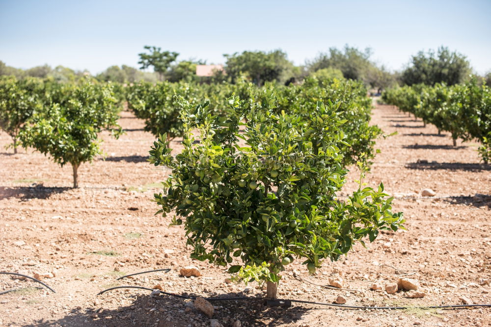 Similar – Image, Stock Photo Vine grapes Fruit